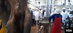 Isisebenzi sihlinza inkomo ngesikhathi kuvulwa okusemthethweni inkampani yeCold Storage Company koBulawayo.