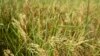 FILE - Parched rice plants blow in the breeze in a farm field in Mu'er town on the outskirts of Chonqing, China, Aug. 21, 2022.