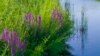 Choose Native Plants for Your Garden