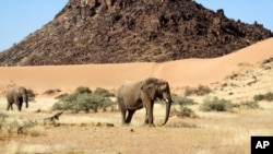Gajah berkeliaran di Cagar Alam Torra di Namibia. Kementerian Lingkungan Hidup Namibia mengumumkan rencana untuk memburu 723 satwa liar, termasuk 83 gajah, dan membagikan dagingnya kepada masyarakat yang menghadapi kesulitan. (Foto: AP)