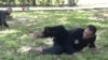 Pesilat AS Ajarkan Pencak Silat Panglipur di Houston, Texas 