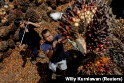Pekerja memuat tandan kelapa sawit untuk diangkut ke pabrik CPO di Pekanbaru, Riau, 27 April 2022 sebagai ilustrasi. (Foto: REUTERS/Willy Kurniawan)