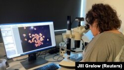 Mary Hagedorn, seorang ilmuwan melakukan penelitian di Australian Institute Of Marine Science (foto: ilustrasi). Rendahnya gaji bagi peneliti dan ilmuwan memicu turunnya jumlah pendaftar untuk program doktor di seluruh Australia.