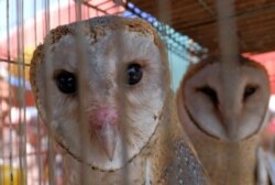 Burung hantu di dalam sangkar dijual di pasar burung di Tangerang, 17 September 2017. (Foto: dok).