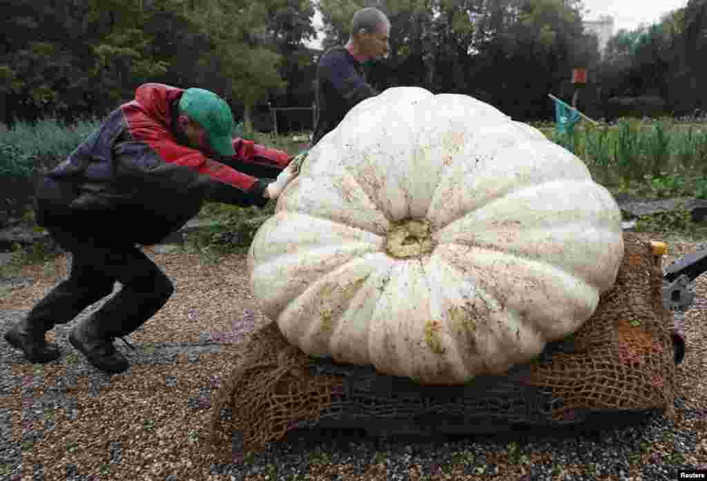 Men transport an Atlantic Giant Pumpkin, which was cultivated for about six months and currently weighs more than 430 kilograms (947.99 pounds), before its presentation at Moscow State University’s Botanic Garden in Moscow, Russia, Sept. 5, 2017.