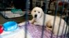 NC Community Comes Together for Hurricane Traumatized Animals 