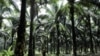 Bahas UU Deforestasi, Indonesia, Malaysia Kirim Utusan Minyak Sawit ke Uni Eropa
