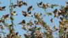 FILE - A flock of quelea birds is seen at Tsavo East National Park, Kenya, June 24, 2010. (Frederic Salein/Wikimedia Commons)