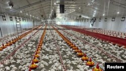 Bazi reCenters For Desease Control and Prevention rinoti munhu mumwe chete abatwa nechirwere cheBird Flu.