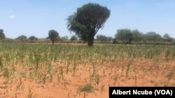 Drought is looming again in Matabeleland South, as crops are dying
