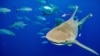 Global Wildlife Summit Approves Shark Protections 