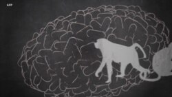 Varíola do macaco - conhece os sintomas e tratamento?