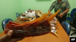 Pegawai Kementerian Kehutanan Indonesia menunjukkan tumpukan paruh burung rangkong yang disita dari empat warga China di Jakarta. (Foto: Dok)