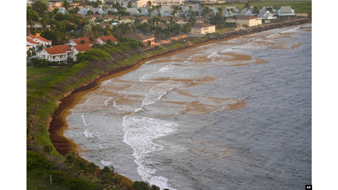 Seaweed covers the Atlantic shore in Frigate Bay, St. Kitts and Nevis, Wednesday, Aug. 3, 2022. (AP Photo/Ricardo Mazalan)