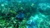 Public urged to join fight for Australia’s Great Barrier Reef