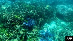 FILE - This picture taken March 7, 2022, shows the condition of coral on the Great Barrier Reef, off the coast of the Australian state of Queensland, following periods of bleaching.