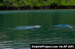 Johnny berenang sesaat usai dibebaskan dari Pusat Rehabilitasi, Pelepasan, dan Pensiun Umah Lumba di Teluk Banyuwedang, Bali Barat, Sabtu, 3 September 2022. (DolphinProject.com via AP)