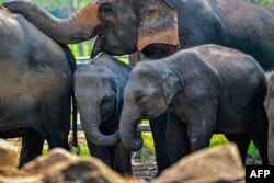 Elephants stroll across the Pinnawala Elephant Orphanage in Pinnawala, Sri Lanka, on Feb. 16, 2025.