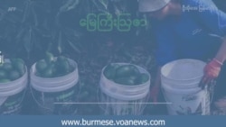 အစ္စရေးစိုက်ပျိုးရေးသင်တန်း မြန်မာကျောင်းသားအတွေ့အကြုံ
