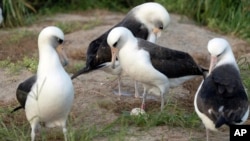  "วิสดอม" นกทะเลปีกยาวพันธุ์เลย์ซาน อัลบาทรอส (Laysan albatross) กำลังปกป้องไข่ของมันที่ศูนย์ลี้ภัยสัตว์ป่าแห่งชาติ มิดเวย์ อะโทลล์ ทางตะวันตกเฉียงเหนือของหมู่เกาะฮาวาย เมื่อวันที่ 27 พ.ย. 2024
