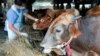 Petugas Ketahanan Pangan Kelautan dan Pertanian memeriksa seekor sapi di sebuah toko ternak untuk mencegah penyebaran penyakit kaki dan mulut di Tanjung Priok, Jakarta Utara, 24 Juni 2022. (Ajeng Dinar Ulfiana/REUTERS)