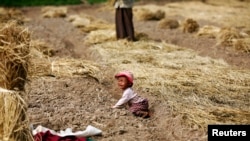 တောင်ကြီးမြို့အနီးစိုက်ခင်းတခု