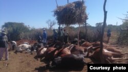 A farmer, who wanted to deworm his livestock, mistakenly dosed them with a highly poisonous insecticide, resulting in the death of 21 cattle