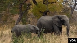 Indlovu eHwange National Park, Zimbabwe. (Columbus Mavhunga/VOA)