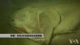 走进美国：快看！存活4亿年的活化石腔棘鱼