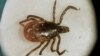 FILE - Photo of a deer tick under a microscope in the entomology lab at the University of Rhode Island in South Kingstown, Rhode Island.