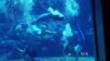 Florida’s Weeki Wachee ‘Mermaids’ Make a Splash