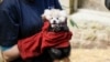 Kebun Binatang Edinburgh Sebut Kembang Api Sebabkan Kematian Bayi Panda Merah Langka