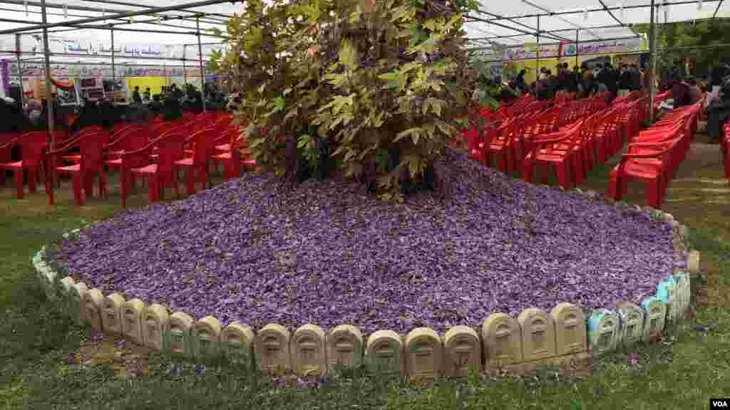 جشنوارۀ گل زعفران در شهر هرات 
