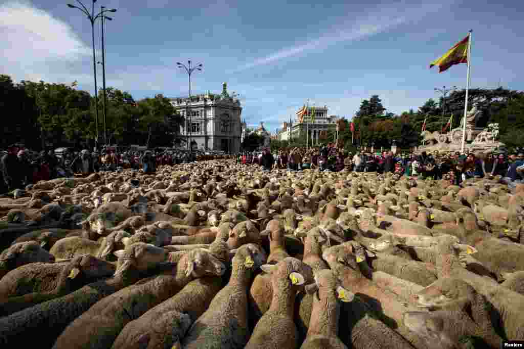 Hundreds of merino sheep are herded past the Cibeles Fountain, famous landmark of Madrid, Spain.
