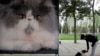 哈尔滨三只宠物猫染新冠病毒被安乐死引社媒愤怒