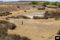 Pastir stoji na suvom koritu reke u Kolesbergu u Južnoj Africi. 24. septembar 2021. (Foto: AP/Themba Hadebe)