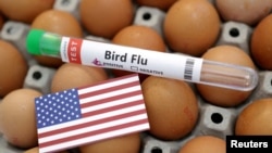 Foto ilustrasi yang menunjukkan tabung tes dengan label "Flu Burung" di antara sekumpulan telur ayam dan bendera AS. (Foto: Reuters/Dado Ruvic)