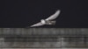 Birdwatchers Flock for Glimpse of Rare Snowy Owl in US Capital