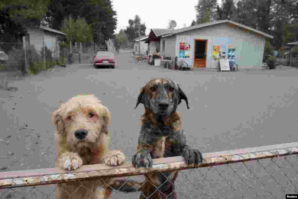Dogs look over a fence while standing on the ground covered in ash from Calbuco volcano in Ensenada, Chile, April 23, 2015.