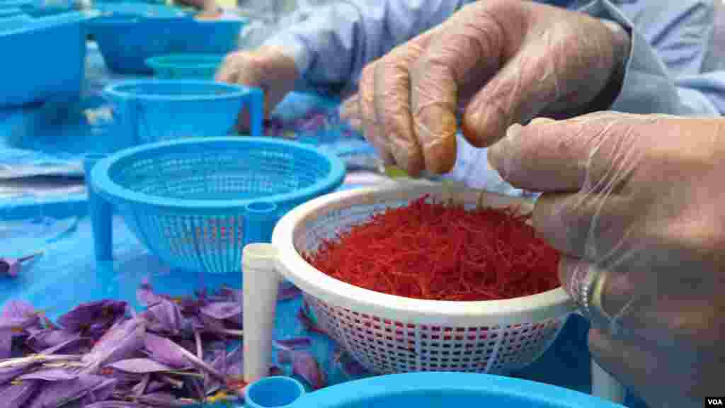 زعفران با دقت بسیار زیاد جمع‌آوری و بسته‌بندی می شود
