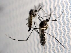 FILE PHOTO: Aedes aegypti mosquitoes are seen inside Oxitec laboratory in Campinas, Brazil, February 2, 2016.