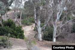 Eucalyptus trees