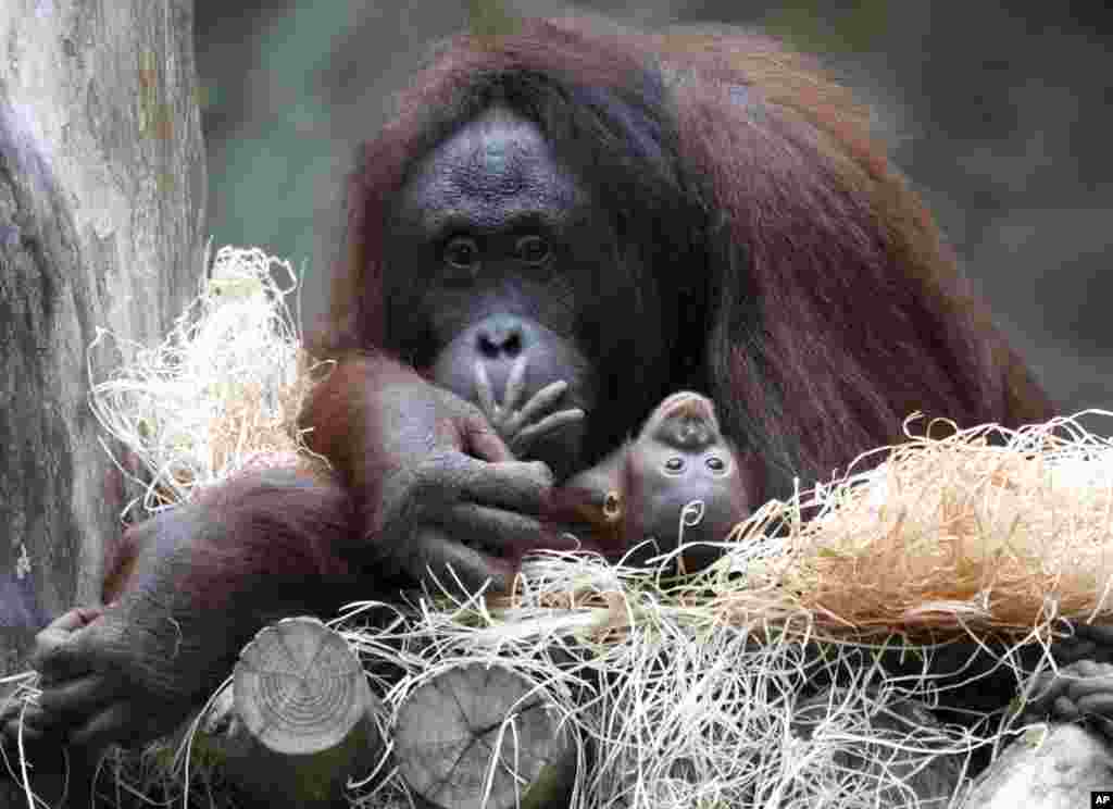 Orangutan mother Hsiao-Ning holds her seven-week-old baby at the zoo in Rostock, northern Germany. The female baby orangutan was named "Niah," which means "The joyful one."