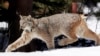 US proposes new habitat protections in southern Rockies for Canada lynx 