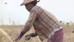 စစ်မှုထမ်းဥပဒေ လက်ကျန်တောင်သူဦးကြီးများပါ ရိုက်ခတ်