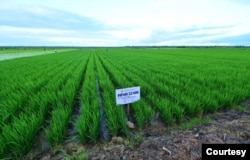 FILE - Lahan sawah padi di distrik Kurik, Merauke, Papua Selatan. (foto: Setpres)