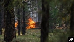 Vatra gori nedaleko od drveća koje je oštetio požar Butleg, 22. jula 2021. u Pejsliju, Oregon.