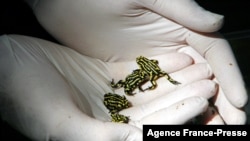 Frogs on his hands in a Sydney Zoo