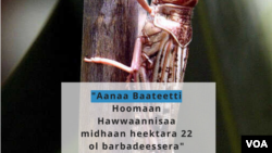 Suuraa Rooyters (faayilii)