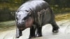 Thailand's baby pygmy hippo Moo Deng now has an official song in 4 languages